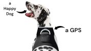 Cat GPS Tracking Collar Waterproof Motion Motion Pet Location Finder Size:L