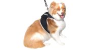 Collar Mounted Realtime Pet Locator GPS Portable Rechargeable Tracker Size:L