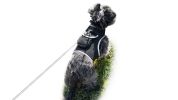 High Quality Best Dog Tracking Device Pet Tracker GPS Pet Location Finder Size:L