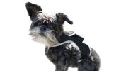 Dependable GSM GPS Tracking Device Waterproof Pet Surveillance System Size:L