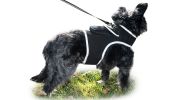 Realtime Detailed GPS Dog Tracking System Water Resilient Collar Mounted Tracker Size:XS